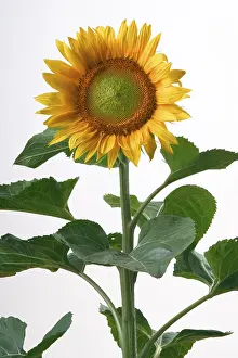 Sunflower Structure Drucke: Sunflower