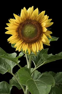 Sunflower Structure Drucke: Sunflower