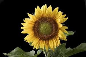 Botanical Flower Images Drucke: Sunflower