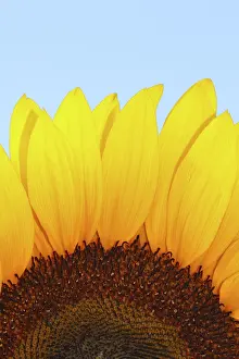 Yellow Flowering Plant Drucke: Sunflower
