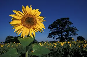 Wildflower Fields Drucke: Sunflower