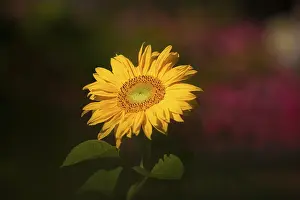 Yellow Blossom Image Drucke: Sunflower