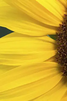 Close Up Sunflower Drucke: Detail of a sunflower