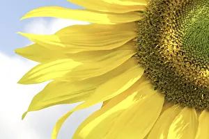 Deserted Agricultural Land Drucke: Sunflower