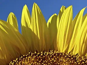 Orange Colored Flowers Drucke: Sunflower