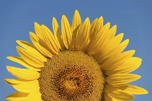 Deserted Sunflower Field Drucke: Sunflower