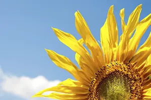 Blossoming Flowers Drucke: Sunflower