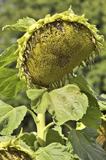 Open Air Flower Photography Drucke: Sunflower