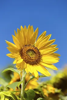 Deserted Sunflower Field Drucke: Sunflower