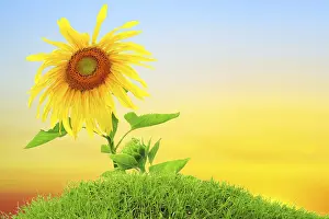 Orange Blossom Drucke: Sunflower
