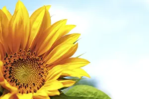 Yellow Blossom Drucke: Sunflower