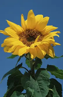 Drucke von Sunflower Europäischer Garten Drucke: Sunflower