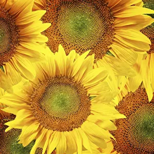Deserted Sunflower Field Drucke: Sunflower background