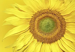 Empty Space With Blooming Flowers Drucke: Sunflower background
