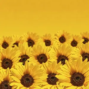 Close Up Sunflower Drucke: Sunflower background with copyspace