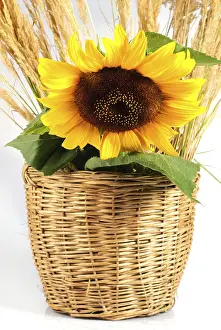 Agriculture Photography Drucke: Sunflower in basket over white background