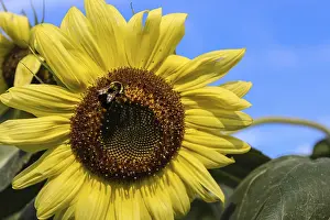 Sunflower With Bee Drucke: A sunflower with a bee against a blue sky