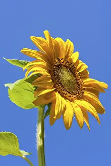 Rural Countryside Scenes Drucke: Sunflower on blue sky