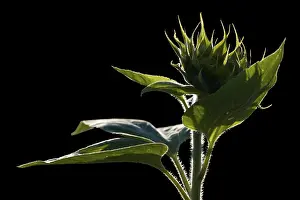 Black Background Flowers Drucke: Sunflower bud in the back light