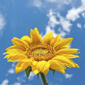 Deserted Sunflower Field Drucke: Sunflower on cloudy sky