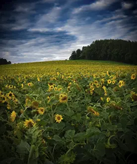 No People Landscape Photo Drucke: Sunflower field