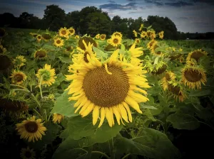 Sunflower Field Drucke: Sunflower field