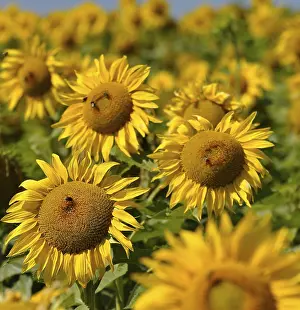 Uninhabited Countryside Landscapes Drucke: Sunflower field