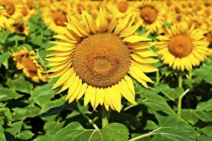 Deserted Farmland Landscape Drucke: Sunflower field background