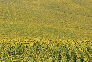 Drucke von Sonnenblumenfelder mit Brunnenhaus, Montecarotto, Region Le Marche, Italien, Europa Verwandte Bilder Drucke: Sonnenblumenfelder mit Wasserturm.