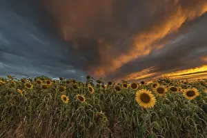 Alsace Travel Images Drucke: Sunflower fields at sunset. Bas-Rhin
