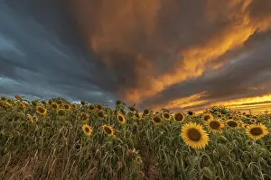 European Countryside Evening Scene Drucke: Sunflower fields at sunset. Bas-Rhin