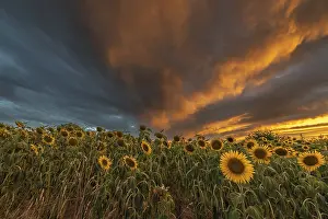 Drucke von Sonnenblumenfelder bei Sonnenuntergang. Bas-Rhin, Collectivité européenne d'Alsace, Grand Est, Frankreich Sonnenblumenfelder bei Sonnenuntergang Bas Rhin Drucke: Sonnenblumenfelder bei Sonnenuntergang. Bas-Rhin