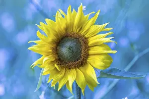 Inflorescence Photos Drucke: Sunflower, Germany