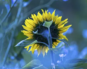Empty Fields Of Sunflowers Drucke: Sunflower, Germany