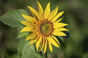 Germany Flowering Plants Drucke: Sunflower, Germany