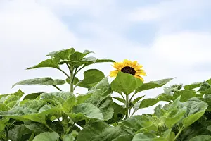 Middle Europe Flowering Plants Drucke: Sunflower, Germany