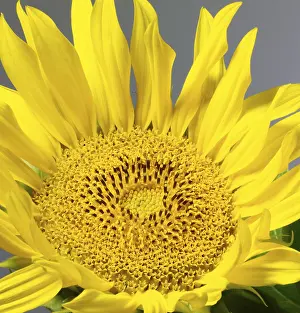 Empty Landscape Photography Drucke: Sunflower detail in grey back