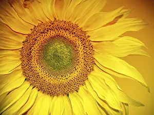 Deserted Sunflower Field Drucke: Sunflower Head