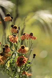 Autumnal Nature Scene Drucke: Sunflower (Helenium autumnale)