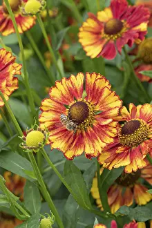 British Wildflowers Drucke: Sunflower (Helenium Vicky')