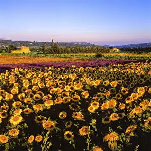 Lavender Fields In Provence Drucke: Sunflower and lavender fields, Luberon