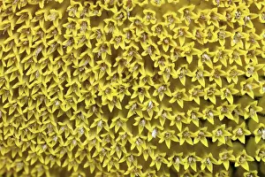 Close View Of A Bloom Drucke: Sunflower, macro shot, focus stacking, Germany