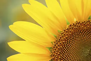 Deserted Sunflower Field Drucke: Sunflower on the multicolored background