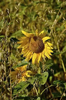 Deserted Farmland Landscape Drucke: Sunflower in the oat field