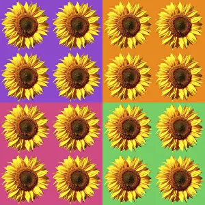 Colorful Background Drucke: Sunflower pattern, colorful, background
