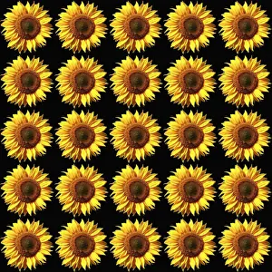 Digital Composing Artwork Drucke: Sunflower pattern, colorful, background