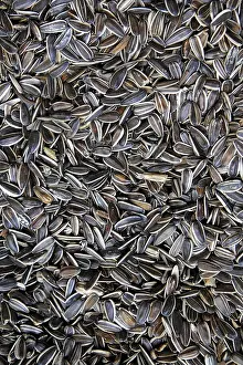 Deserted Grocery Store Scene Drucke: Sunflower seed in pattern food background