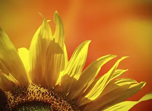 Deserted Sunflower Field Drucke: Sunflower at sunset