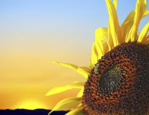 Deserted Evening Sun Drucke: Sunflower at sunset