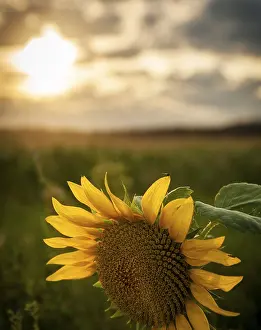 Deserted Evening Scene Drucke: Sunflower at sunset